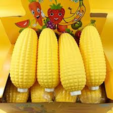 Large Corn Squish Toy #SQSH-CRN (12PC)